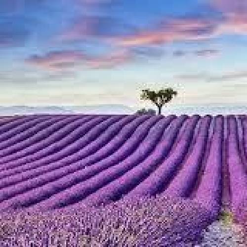 مرتضی خسروی لیلی بی وفای من